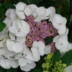 Hydrangea macro Libelle